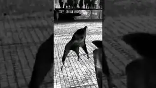 Готичная вечеринка летучих мышей