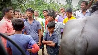 #2022sajonpur_goro_bajar#সাজনপুর গরু বাজার #নিকলী#কিশোরগঞ্জ#all_vlogs_plogs