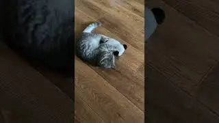 Very fighting cat