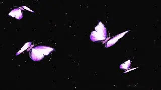 🦋Flying Butterflies Animation with Black Background 2024 🦋