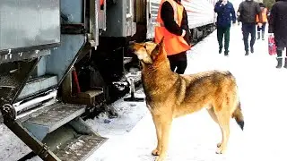 The dog sat on the platform and waited. He couldn't believe that his master had betrayed him