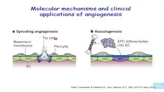endothelium hémostase et angiogenese part3