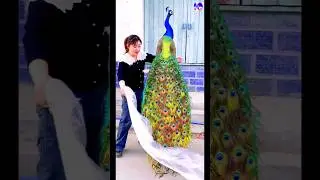 Amazing peacock display #peacock #shorts #music #love #song #bollywood #hindisong