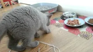 Evie Kiwi British shorthair kitten's  first day at home