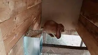новый самец в моём кроличьем хозяйстве