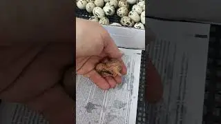 Какие они маленькие. Не думала, что перепелка такая крошка.