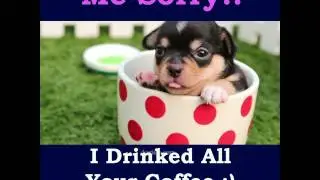 Coffee Cup Puppy (OctaDog.com)
