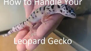 How to handle your leopard gecko (guide)