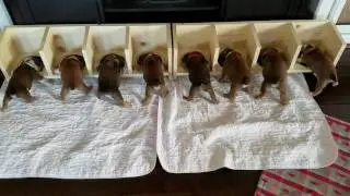 Our Puppy Feeding System, Borrowed From redroofretriever