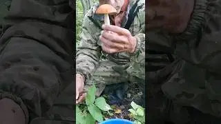 Опаньки. Подосиновики и чёрные грузди!