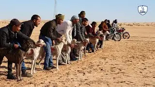Greyhound Racing