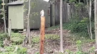 red tailed hawk 10/1/2018