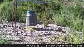 Cazadores que miman las especies 4