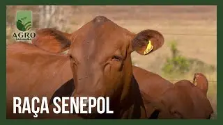 Senepol ganha mercado pela alta qualidade da carne e precocidade para abate | Agro Paranaíba