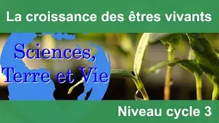 La croissance des êtres vivants