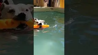 Shaq, AKC BGCH, 13 1/2, 