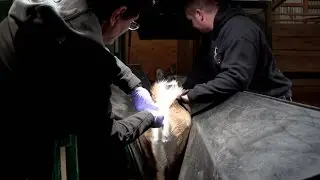 ConQuest 200. Season 1. Episode 6. Whitetail Artificial Insemination.