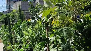 asi es un domingo en tantoyuca Veracruz