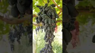 +998770086100 AVATAR UZUM KOʻCHATLARI KIZGA TAYOR #uzbekistan #rec #fruit #fruitcultivation #shorts