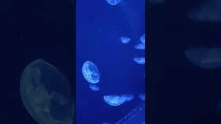 медузы и морские коньки