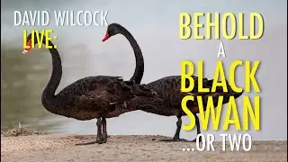 David Wilcock LIVE: Behold a Black Swan... Or Two!