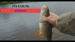 Голавль вышел на перекат