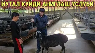 ЙУТАЛ КУЙНИ АНИГЛАШ УСЛУБИ