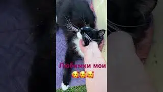 Любимки #колесникованаталья