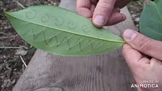 5 Minute Forest School activities # 1 Cherry Laurel secret messages