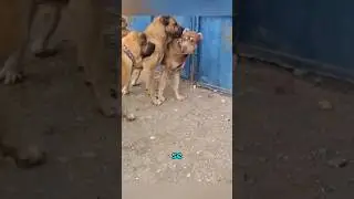 Estos perros notan la mirada extraña de este can hacia un cachorro. 