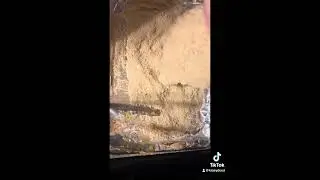 Hungry