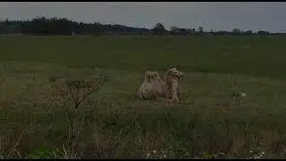 Нет, я не бурёнка!