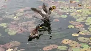 Yellow-billed Ducks