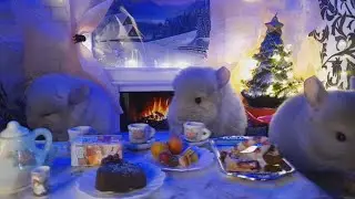 Малыши шиншиллята бежевые фиолеты вечеряют🍽🎄❄