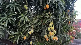 Cómo germinar mango desde la cosecha hasta tener un arbolito 🌳🥭