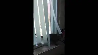Разгон кота от 0 до 100