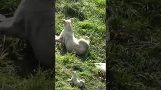 Львица Сирона играет с детьми #zoo #lion#актив