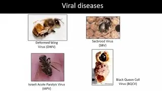 2015 Bee Symposium: Combined Effects of Viruses and Nutritional Stress on Honey Bee Health