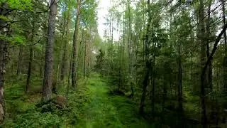 Through the forest on FPV drone!