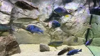 Adding chemi pure Blue to the big tank 24 hour update is it more clear?
