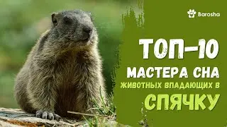👌 Мастера сна 👌 ТОП 10 животных впадающих в спячку 👌
