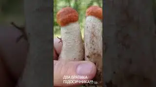 Два брати, гриби підосичники!! #shorts