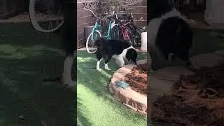 Dog and cat play outside together