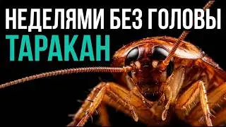 Why it's impossible to kill a cockroach—and why it's needed at all