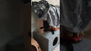 Котенок шалашик себе строит )))