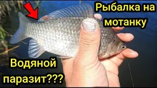 Рыбалка на мотанку болтушку из манки