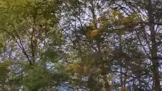 When Crows Attack