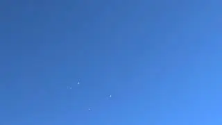 Агаранчики и два носочубых.