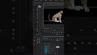 How to Remove Green Screen Video Background in Adobe Premiere