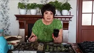 Ампельная петуния: советы по выращиванию каскадов цветов на балконе и в саду